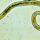 Illustration for article titled Find A Vein, You Nematode Sluts, Because Here Come 10 Mesofauna Taxa To Blow Your Shit To Nirvana